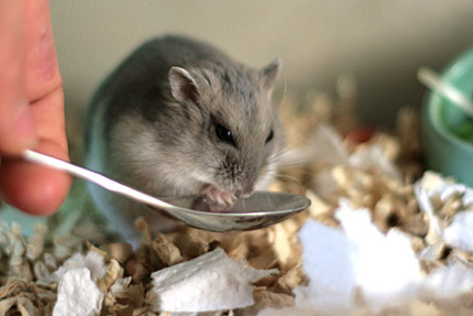 もっと食べるの