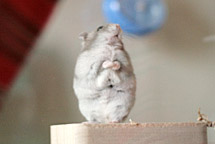 おねだりおねだり