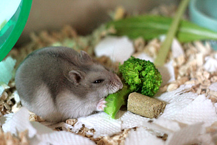 食いつきっ!1