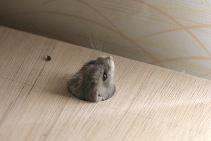 こんにちは。