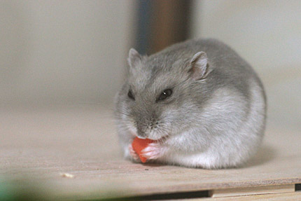 ニンジンも好き