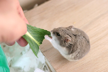 小松菜も好き