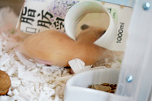 ハウスご入室