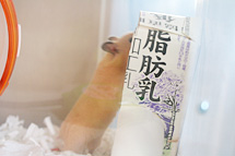 家づくり?