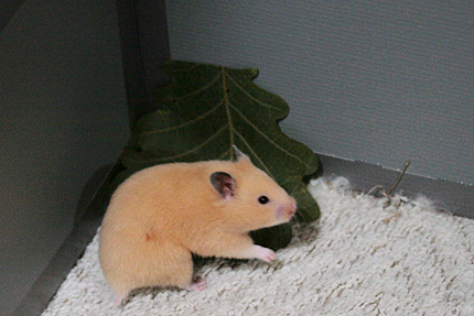柏の葉トラップ