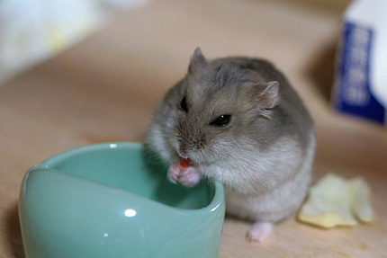 ご飯モモ