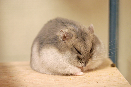 うとうと……