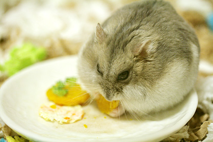 いつまでもふくふくで。