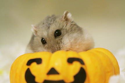ハロウィン2