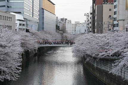 桜