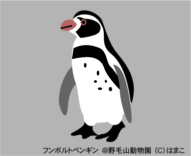 野毛山動物園のフンボルトペンギン イラスト だいすき 野毛山動物園