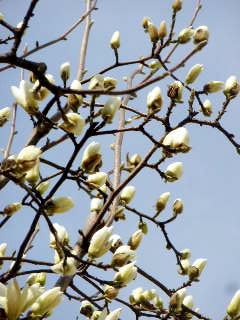 hakumokuren