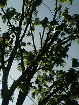 20060504_167900.jpg