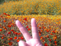 syou