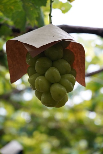 0以上 問題アオイ科の果物で果物の王様とも呼ばれ強烈なにおいが特徴の原産地マレー半島の果物は何