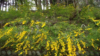 s-山吹1.jpg