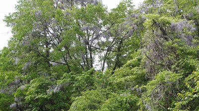 s-深山藤.jpg