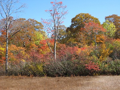 s-紅葉の湿原.jpg