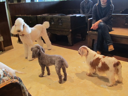 犬々房