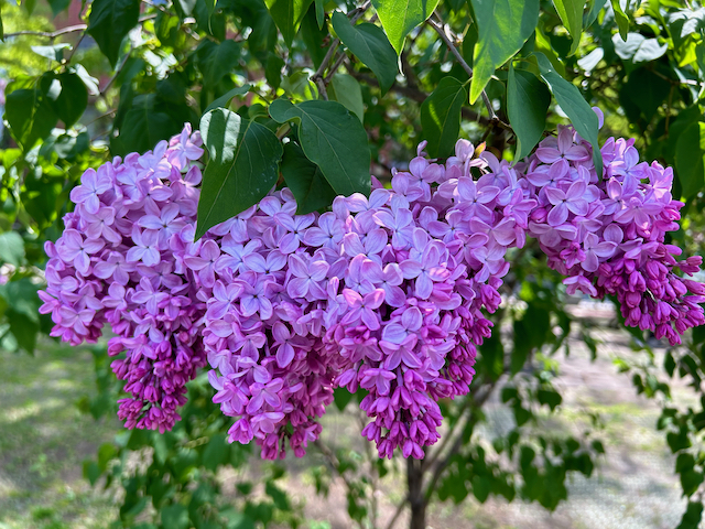 札幌の木「ライラック」 | 映像習慣Sapporo Hideko Chaki