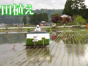 新生米 田植え