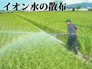 新生米 イオン水散布