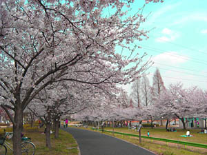 お花見 桜