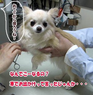 チワワ リコ 注射