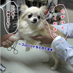 チワワ リコ 注射