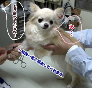 チワワ リコ 注射