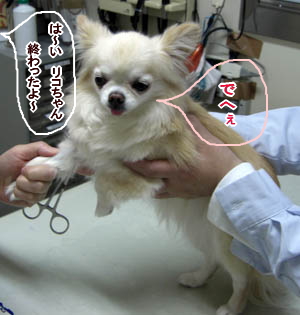 チワワ リコ 注射