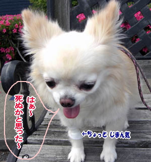チワワ リコ