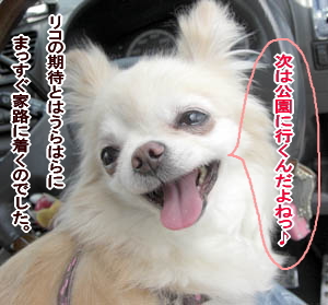 チワワ リコ