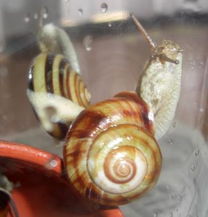 カタツムリの交尾 交接