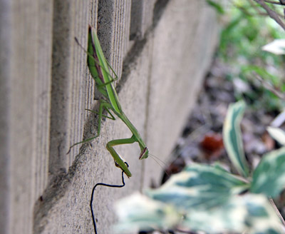 カマキリ