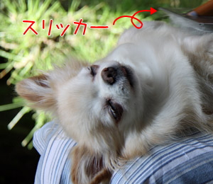 チワワのリコ