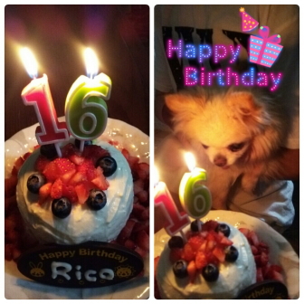 チワワのリコ 16歳のお誕生日