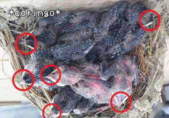 ツバメの雛