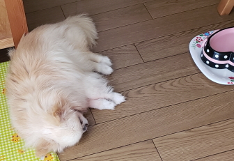 リコのお昼寝