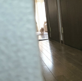 お留守番チワワのリコ