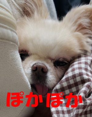 チワワ リコ