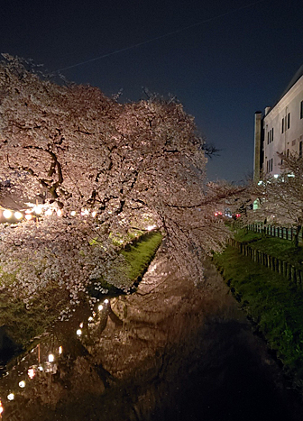 川越の桜