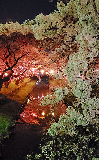 川越の桜