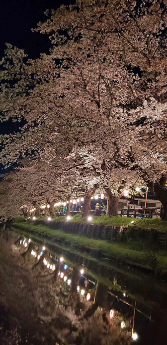 氷川桜