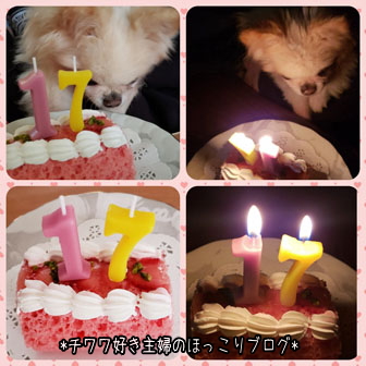チワワのリコ 17歳のお誕生日