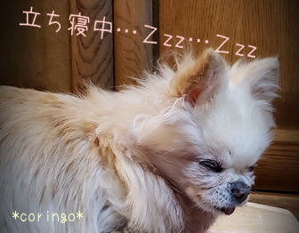 チワワのリコ 立って寝る