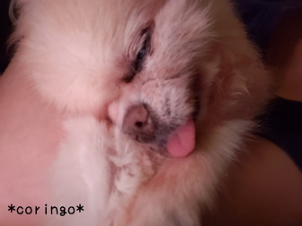 チワワの老犬 介護