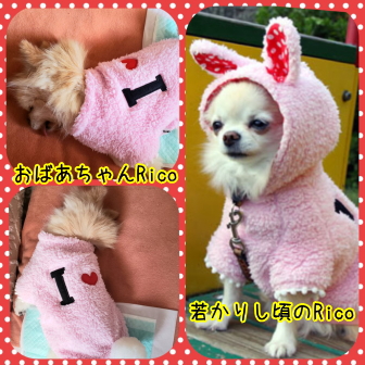 チワワのリコ 老犬