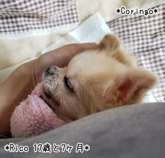 チワワの介護 リコ