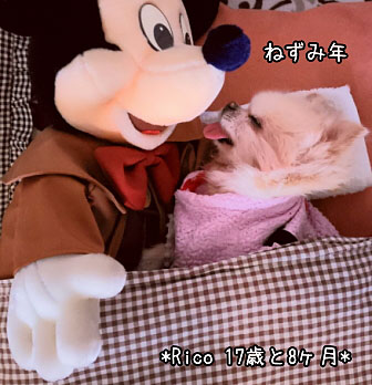 チワワの介護 ミッキーとリコ